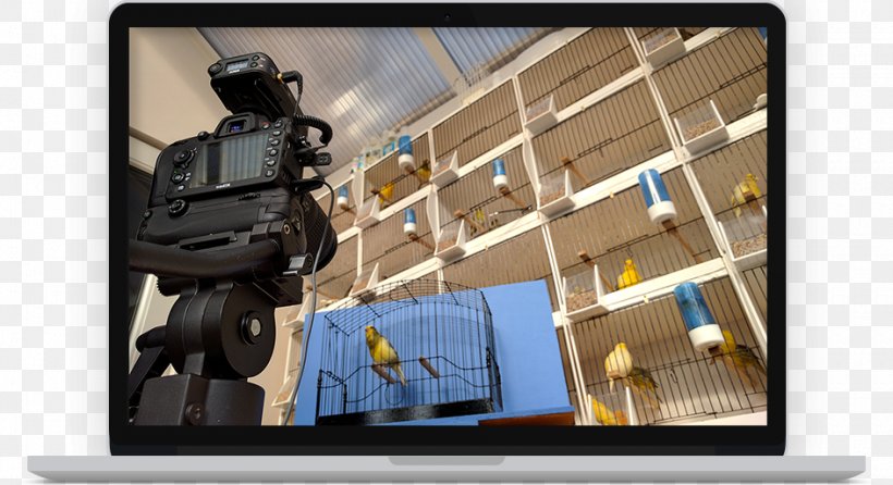 Domestic Canary Television Room Product Electronics, PNG, 943x514px, Domestic Canary, Camera, Camera Accessory, Com, Electronics Download Free