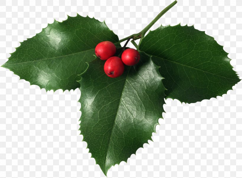 Mistletoe Christmas Clip Art, PNG, 1445x1063px, Mistletoe, Aquifoliaceae, Aquifoliales, Berry, Cherry Download Free