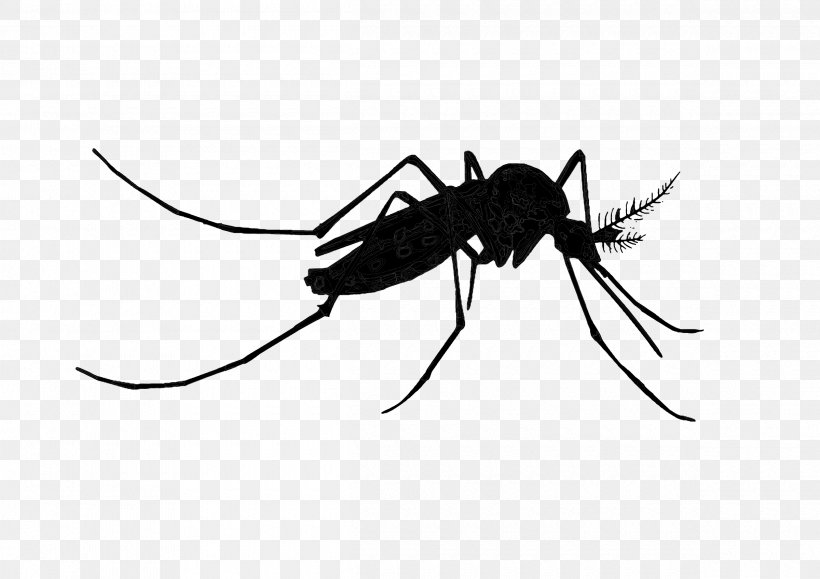 Mosquito Insect Black & White, PNG, 2400x1697px, Mosquito, Ant, Arthropod, Beetle, Black White M Download Free