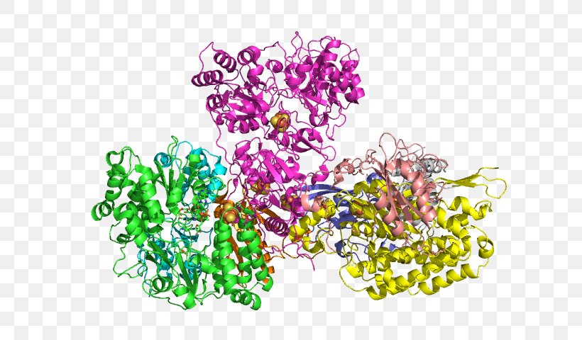 Nicotinamide Adenine Dinucleotide NADH Dehydrogenase (quinone) Respiratory Complex I, PNG, 640x480px, Nicotinamide Adenine Dinucleotide, Cytochrome C, Dehydrogenase, Dihydrolipoamide Dehydrogenase, Electron Transport Chain Download Free