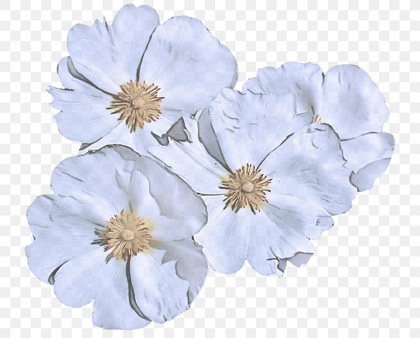 Petal White Flower Plant Cut Flowers, PNG, 743x659px, Petal, Blossom, Cut Flowers, Flower, Flowering Plant Download Free