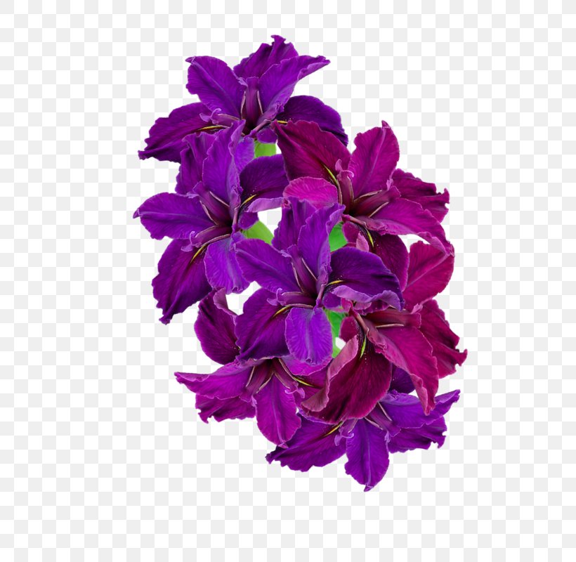 Violet Purple Flower Petal Plant, PNG, 659x800px, Violet, Cut Flowers, Flower, Lilac, Magenta Download Free