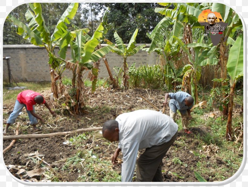 Crop Plant Community Soil Plantation Farmworker, PNG, 1362x1027px, Crop, Agriculture, Community, Farmworker, Grass Download Free