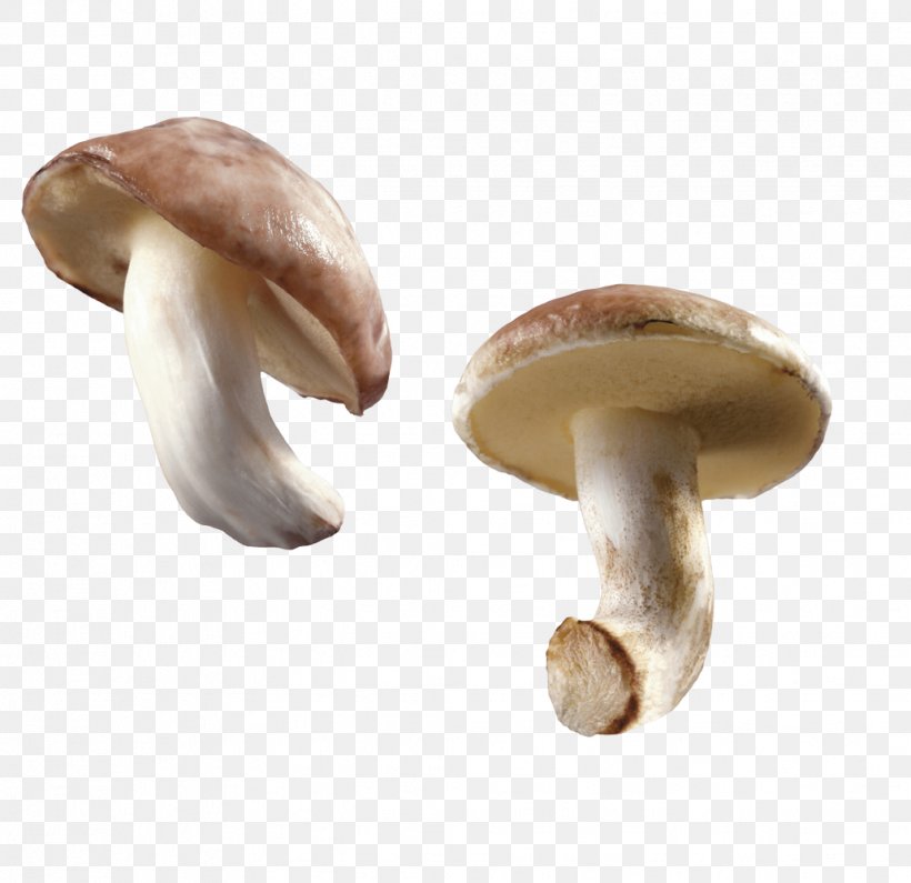 Edible Mushroom Lactarius Deliciosus Chanterelle, PNG, 1031x1000px, Mushroom, Agaricaceae, Agaricomycetes, Agaricus, Body Jewelry Download Free