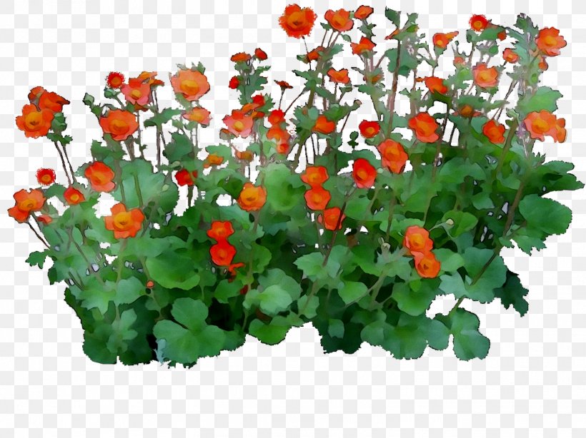Flowering Plant Annual Plant Herb Groundcover, PNG, 1523x1142px, Flower, Annual Plant, Artificial Flower, Flowering Plant, Flowerpot Download Free