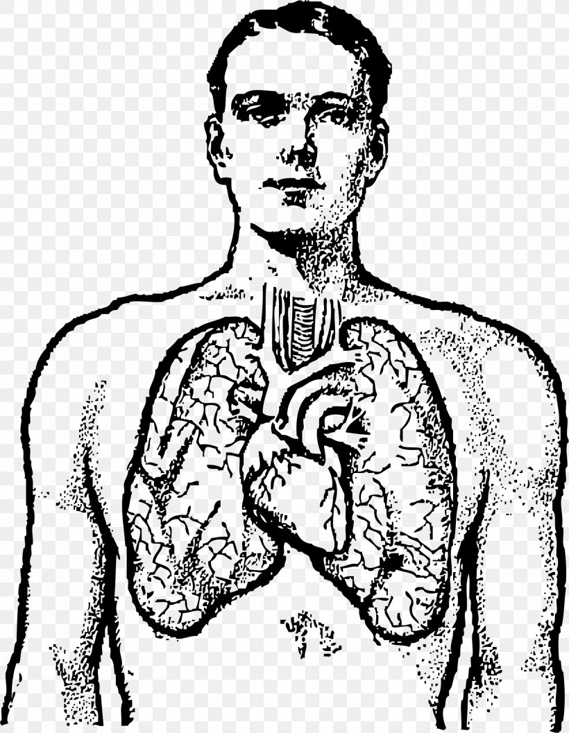 Lung Human Body Heart Clip Art, PNG, 1856x2393px, Watercolor, Cartoon, Flower, Frame, Heart Download Free