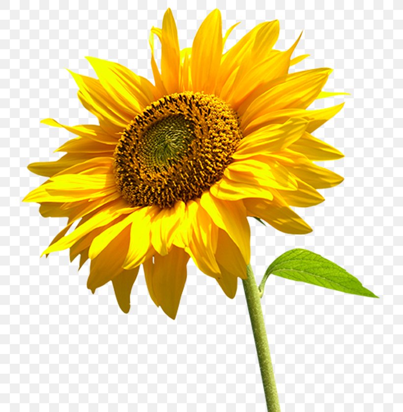 Image Desktop Wallpaper Illustration Sunflower, PNG, 758x838px, Sunflower, Annual Plant, Asterales, Common Sunflower, Cuisine Download Free