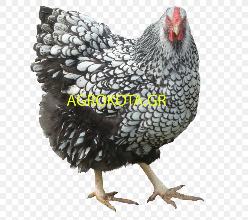 Rooster Australorp Orpington Chicken Poultry Breed, PNG, 1600x1424px, Rooster, Australorp, Beak, Bird, Breed Download Free