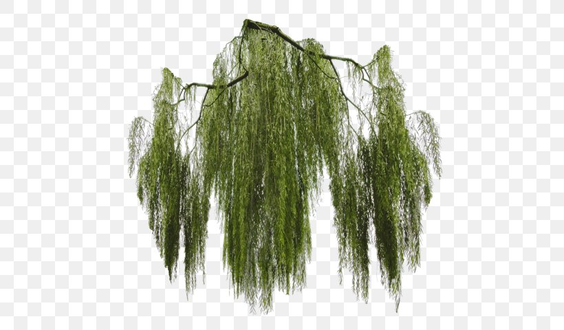 Weeping Willow Tree Clip Art, PNG, 521x480px, Weeping Willow, Acer Dissectum, Branch, Evergreen, Grass Download Free