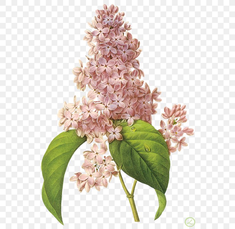 Choix Des Plus Belles Fleurs Flower Art Botany, PNG, 561x800px, Choix Des Plus Belles Fleurs, Art, Botanical Illustration, Botany, Cornales Download Free