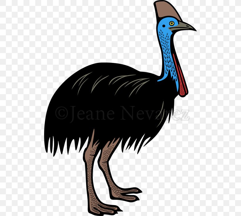Flightless Bird Southern Cassowary Clip Art, PNG, 520x734px, Bird, Beak, Cassowary, Drawing, Emu Download Free