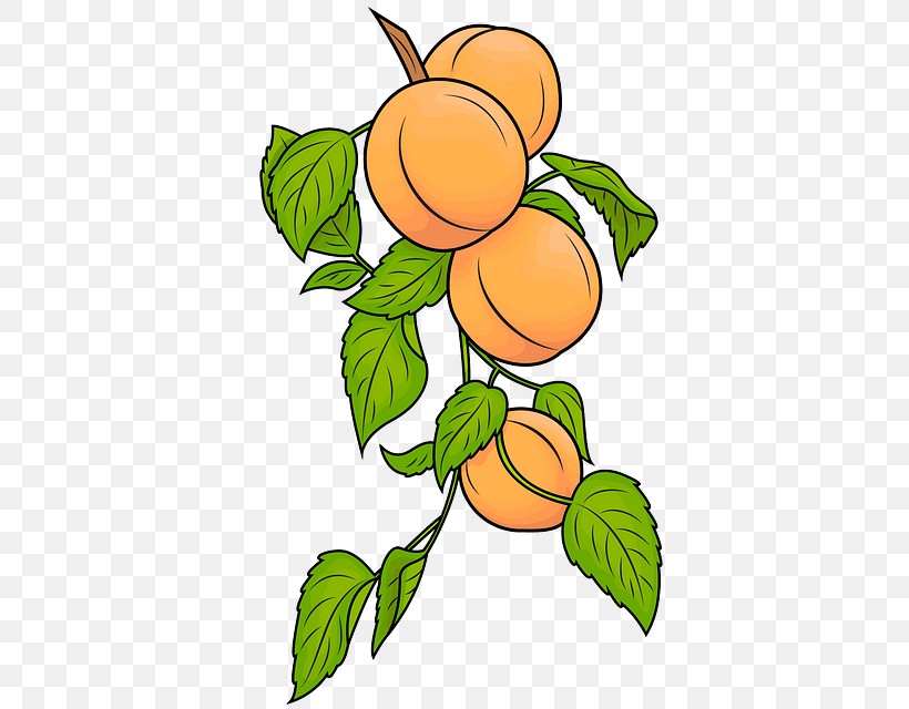 Fruit Tree, PNG, 500x640px, Leaf, Apricot, Flower, Fruit, Fruit Tree Download Free