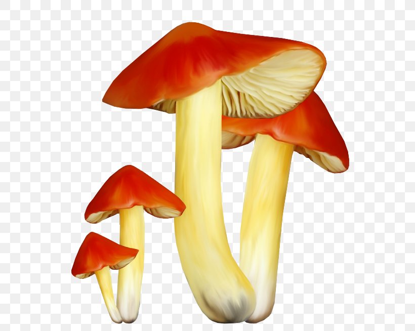 Fungus Mushroom Clip Art, PNG, 600x654px, Fungus, Chart, Common Mushroom, Computer Graphics, Edible Mushroom Download Free