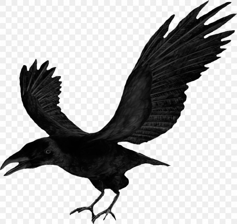 Common Raven Crow Clip Art, PNG, 932x885px, Common Raven, American Crow, Beak, Bird, Bird Of Prey Download Free