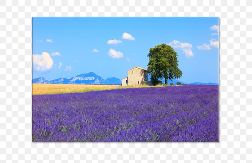 English Lavender Canvas Panel Painting Tableau, PNG, 750x530px, English Lavender, Art, Canvas, Commodity, Crop Download Free