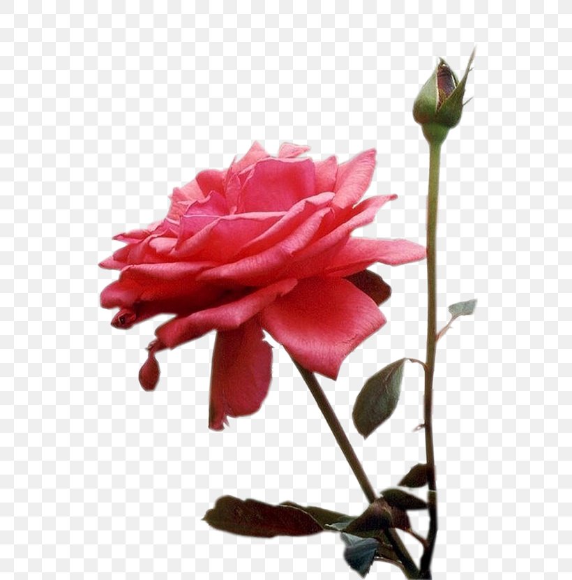 Garden Roses Nosso Amor Se Eternizando Cabbage Rose Cut Flowers, PNG, 550x831px, Garden Roses, Bud, Cabbage Rose, China Rose, Cut Flowers Download Free