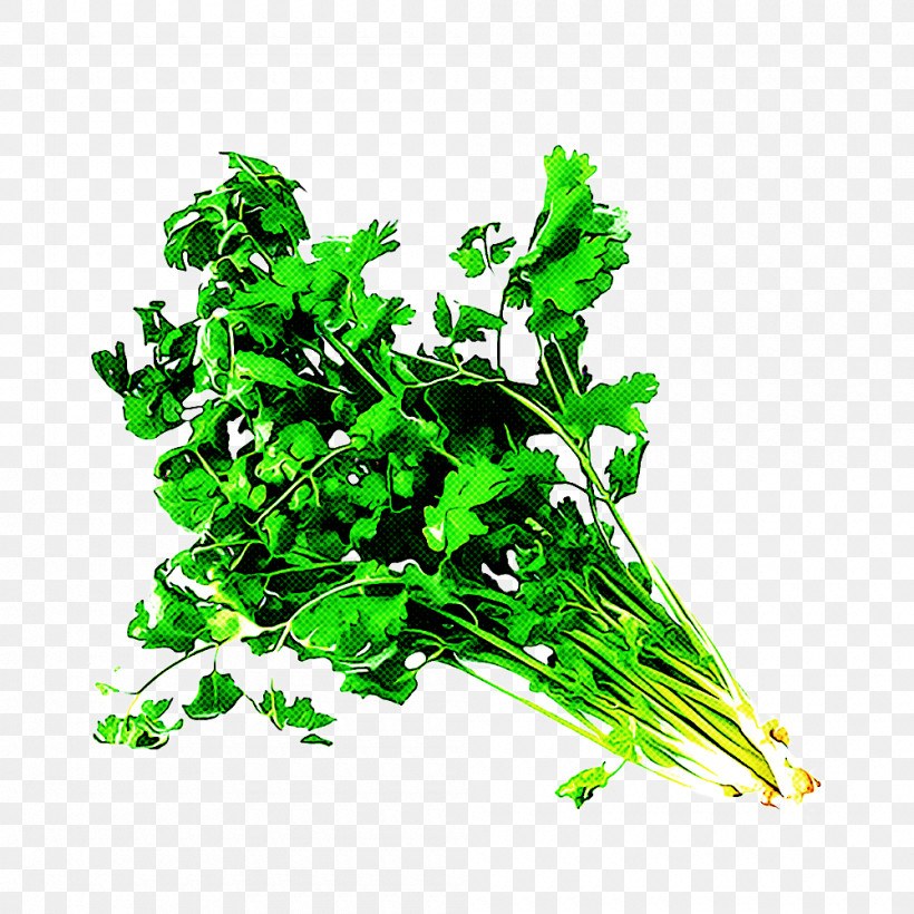 Parsley, PNG, 1000x1000px, Green, Flower, Grass, Herb, Leaf Download Free