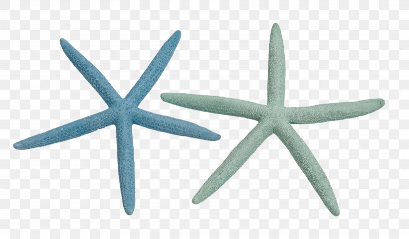 Starfish Invertebrate Seashell Color Drawing, PNG, 3468x2032px, Starfish, Blue, Color, Drawing, Echinoderm Download Free