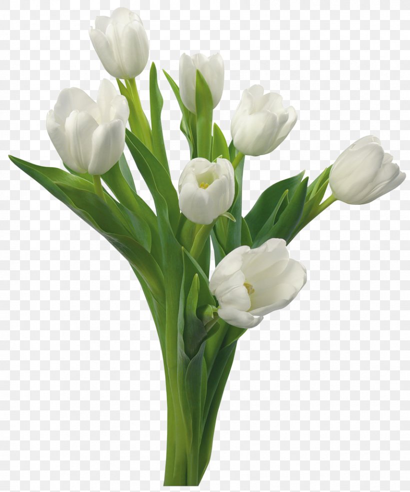 Tulip Flower White Floristry Color, PNG, 854x1024px, Tulip, Color, Cut Flowers, Floral Design, Floristry Download Free