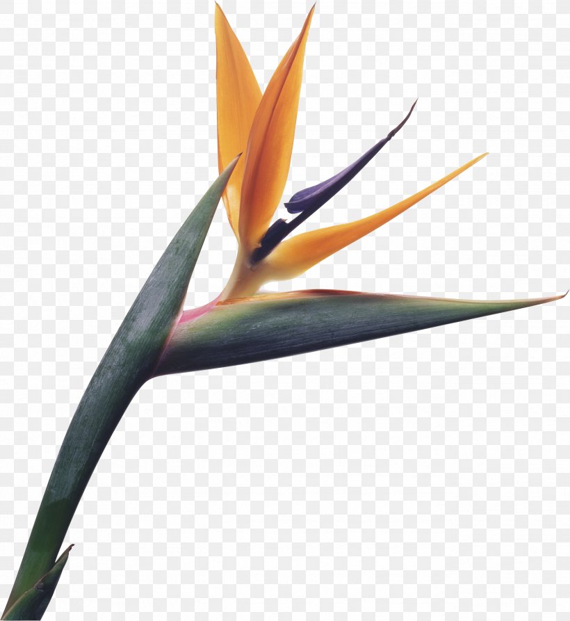 Allure Farms Bird Of Paradise Flower Bird Of Paradise Flower Clip Art, PNG, 2582x2814px, Allure Farms, Bird, Bird Of Paradise Flower, Birdofparadise, Bract Download Free