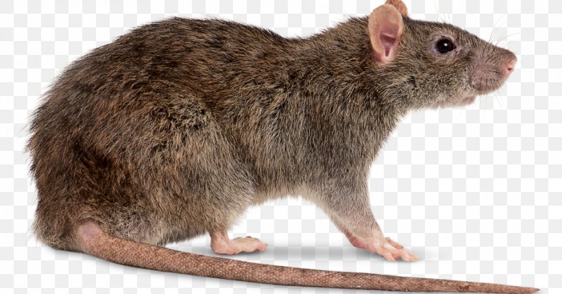 Brown Rat Black Rat Mouse Rodent, PNG, 960x503px, Brown Rat, Black Rat, Display Resolution, Fauna, Fur Download Free