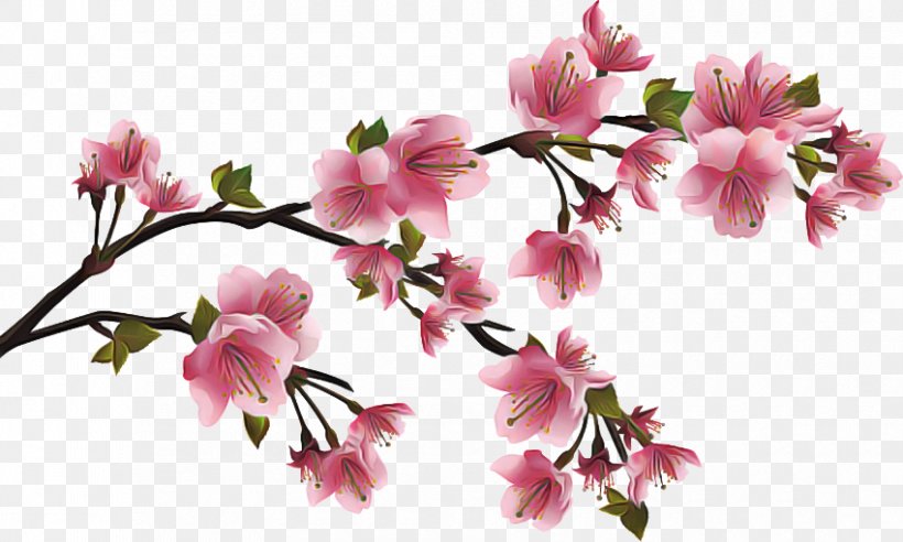 Cherry Blossom, PNG, 850x511px, Flower, Blossom, Branch, Cherry Blossom, Cut Flowers Download Free