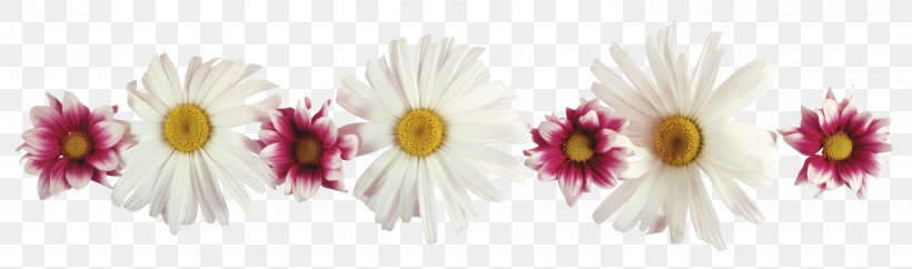 Flower Daytime Holiday Clip Art, PNG, 3005x888px, Flower, Blossom, Body Jewelry, Chrysanths, Cut Flowers Download Free