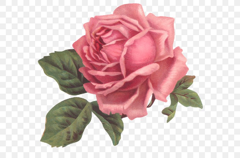 Garden Roses Flower Pink Floral Design, PNG, 640x540px, Rose, Antique, Artificial Flower, China Rose, Clothing Download Free