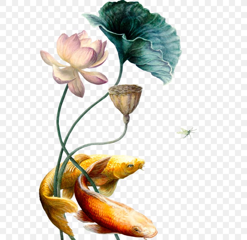 Koi Carassius Auratus Nelumbo Nucifera, PNG, 562x800px, Koi, Carassius Auratus, Drawing, Flower, Flowering Plant Download Free