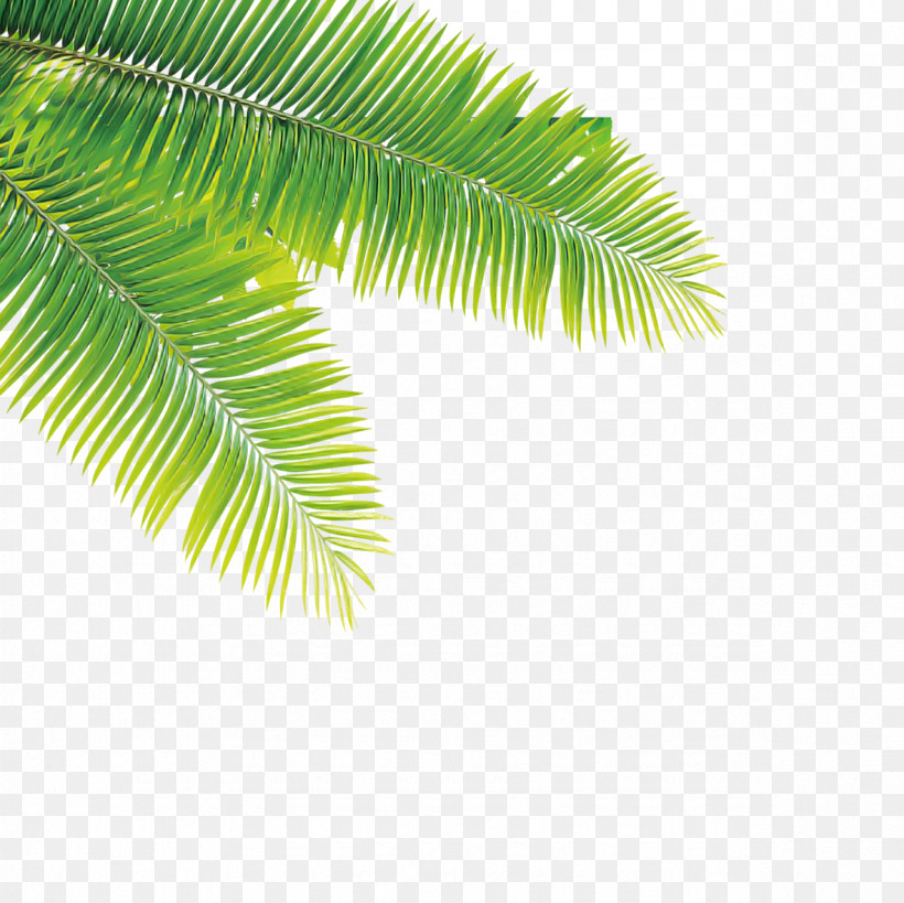 Palm Tree, PNG, 1181x1181px, Tree, Arecales, Elaeis, Fern, Flower Download Free