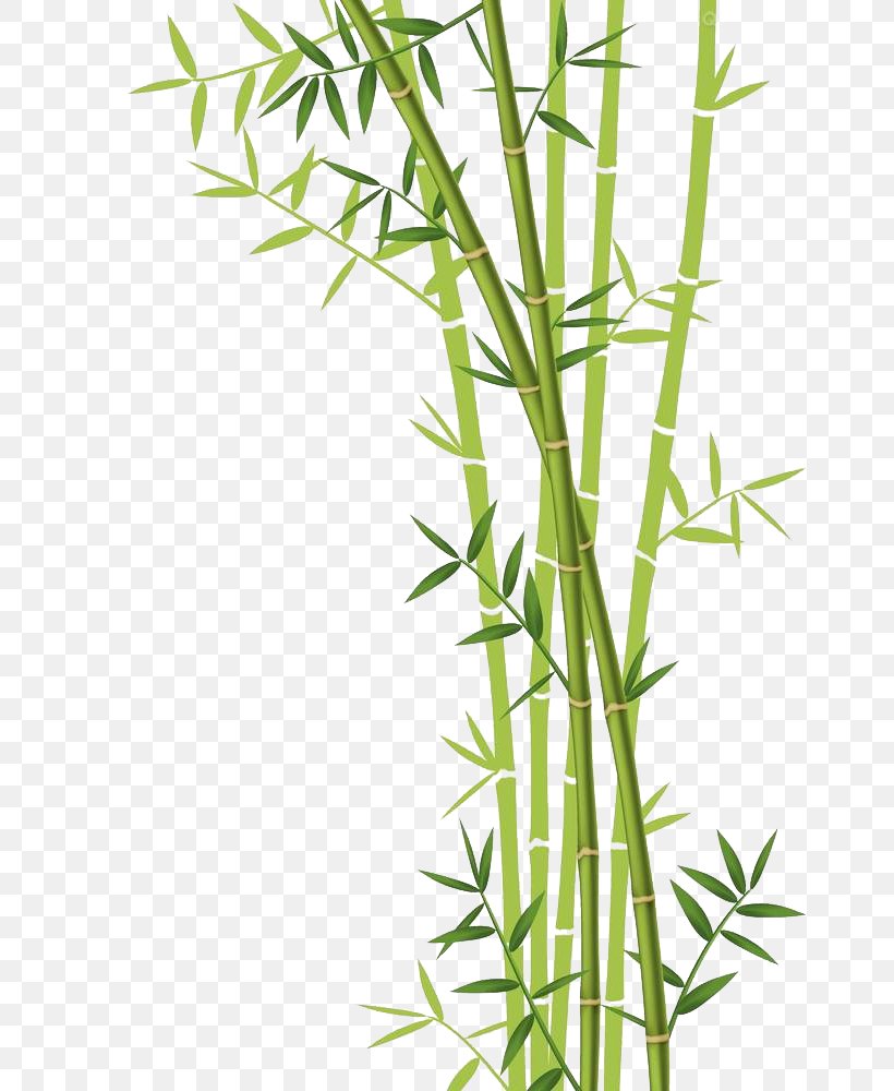 Bamboo Forest Euclidean Vector Stock Photography, PNG, 661x1000px, Bamboo, Bamboo Forest, Branch, Drawing, Floral Design Download Free