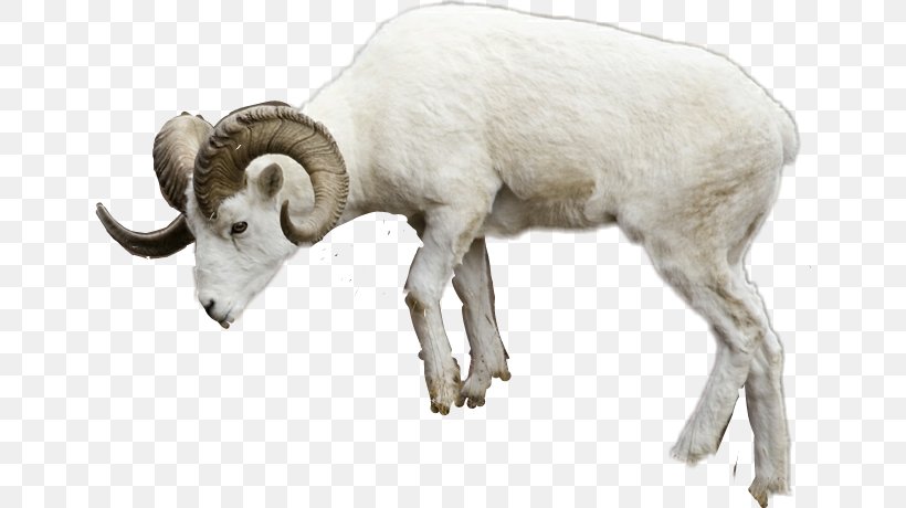 Bighorn Sheep Merino Goat Shorthorn, PNG, 648x460px, Bighorn Sheep, Argali, Bighorn, Cattle, Cowgoat Family Download Free