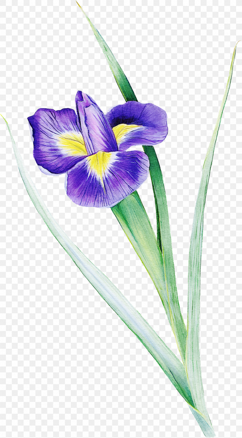 Flower Algerian Iris Plant Violet Iris Versicolor, PNG, 1573x2843px, Flower, Algerian Iris, Iris, Iris Versicolor, Petal Download Free