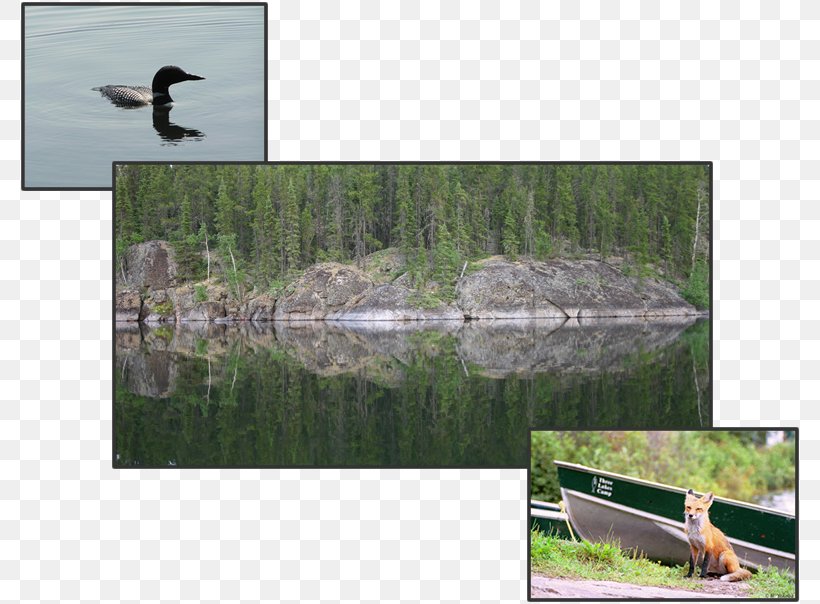 Jan Lake, Saskatchewan Three Lakes Camp Lake Diefenbaker Pond, PNG, 782x604px, Pond, Accommodation, Bird, Ecosystem, Fauna Download Free