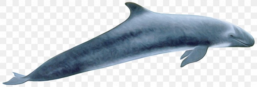 Marine Mammal Fin Cetacea Rough-toothed Dolphin Dolphin, PNG, 1691x572px, Marine Mammal, Animal Figure, Cetacea, Common Bottlenose Dolphin, Dolphin Download Free