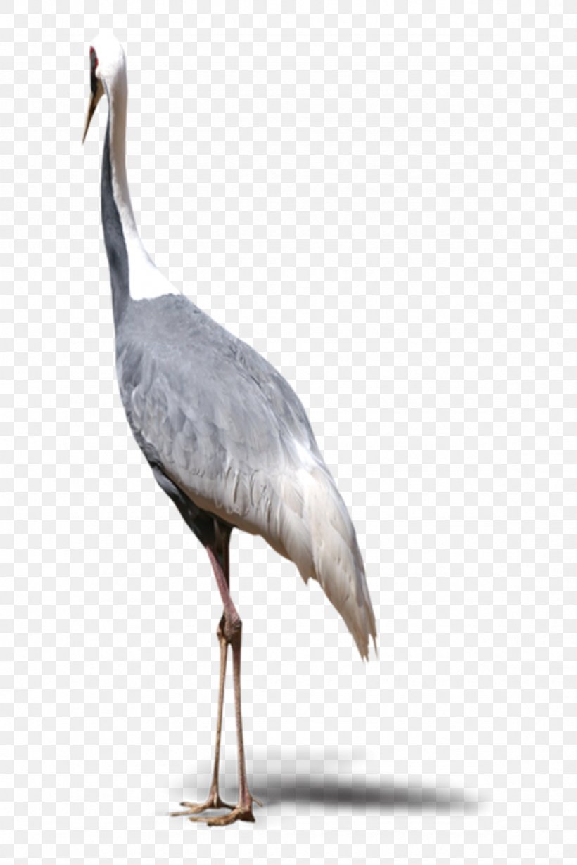 Red-crowned Crane Bird Grey, PNG, 1181x1772px, Crane, Animal, Beak, Bird, Ciconiiformes Download Free