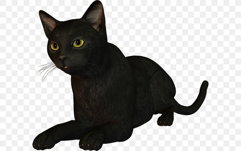 Black Cat Bombay Cat Burmese Cat Korat Malayan Cat, PNG, 600x516px, Black Cat, American Wirehair, Animal, Asian, Bombay Download Free