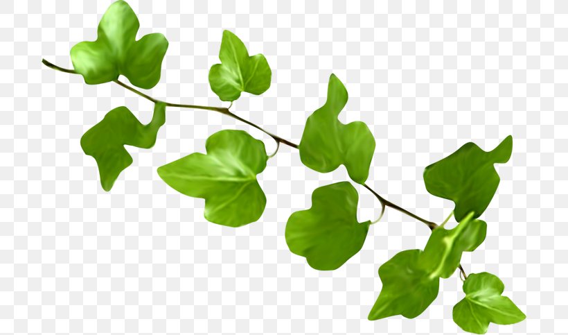 Leaf Plant Stem Branching, PNG, 700x483px, Leaf, Branch, Branching, Grass, Ivy Download Free