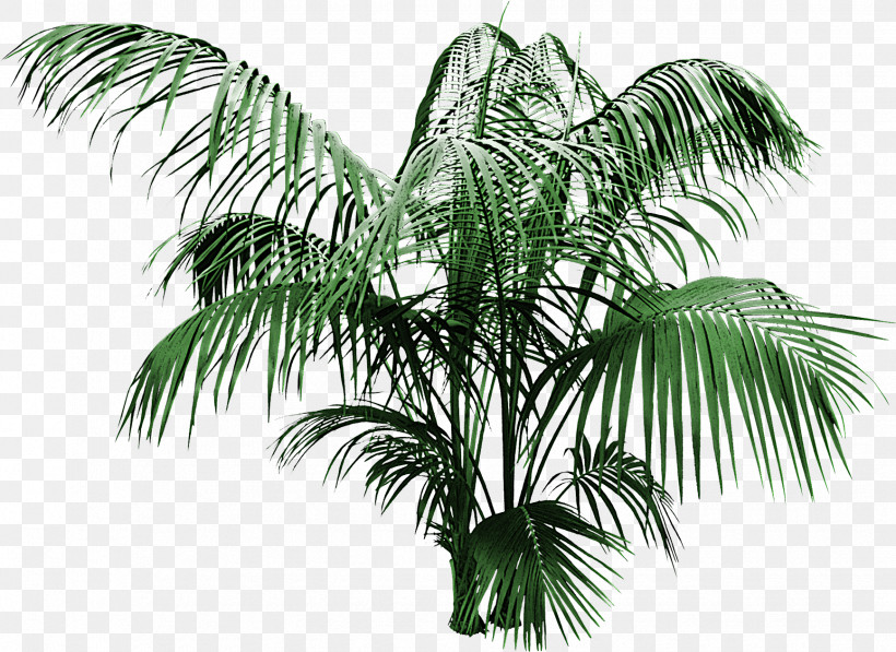 Palm Tree, PNG, 1735x1264px, Tree, Arecales, Attalea Speciosa, Coconut, Cycad Download Free