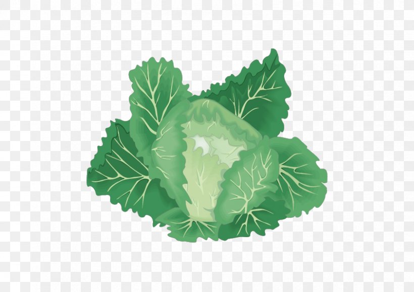 Leaf Vegetable Organic Food Cabbage, PNG, 842x596px, Vegetable, Cabbage, Carrot, Cauliflower, Chinese Cabbage Download Free