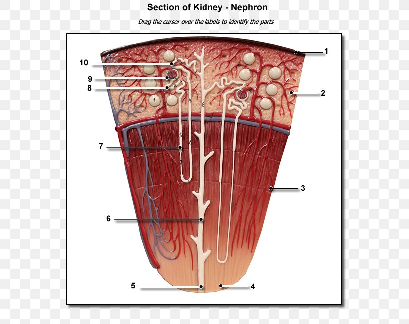 Nephron Kidney Renal Lobe Renal Pyramids, PNG, 600x650px, Watercolor, Cartoon, Flower, Frame, Heart Download Free