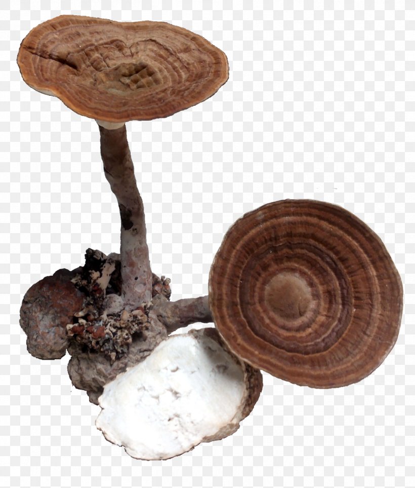 Shiitake Medicinal Fungi Medicine Mushroom, PNG, 1361x1600px, Shiitake, Edible Mushroom, Ingredient, Medicinal Fungi, Medicinal Mushroom Download Free