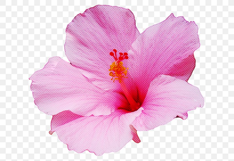 Shoeblackplant Annual Plant Herbaceous Plant IPhone XR Azalea, PNG, 650x566px, Shoeblackplant, Annual Plant, Azalea, China Rose, Chinese Hibiscus Download Free