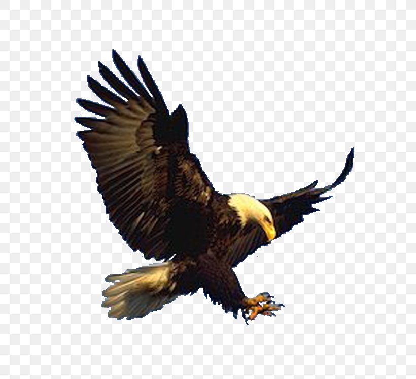 Bald Eagle Hawk Vulture Buzzard, PNG, 776x748px, Bald Eagle, Accipitridae, Accipitriformes, Beak, Bird Download Free