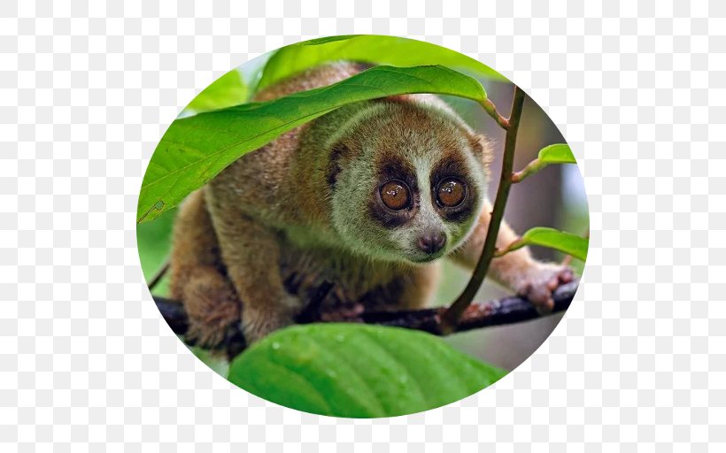 Primate Sunda Slow Loris Monkey Photography Animal, PNG, 512x512px, Primate, Animal, Fauna, Getty Images, Lemuriformes Download Free