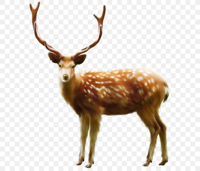 Reindeer Moose White-tailed Deer Elk, PNG, 606x700px, Reindeer, Antler, Chital, Deer, Elk Download Free