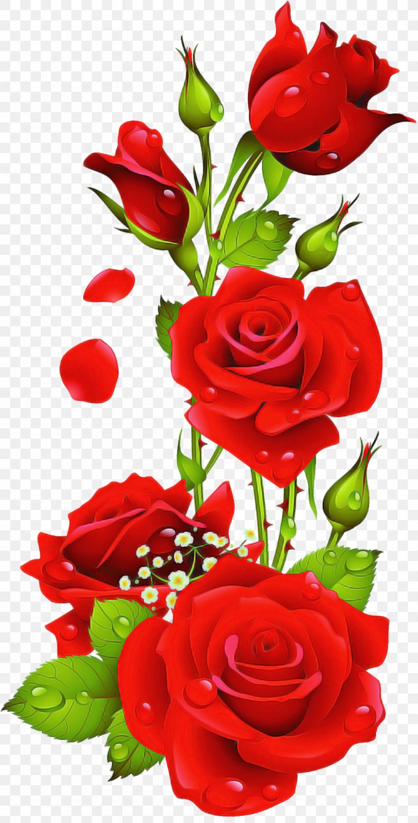 Garden Roses, PNG, 1000x1969px, Flower, Bouquet, Cut Flowers, Floribunda, Garden Roses Download Free