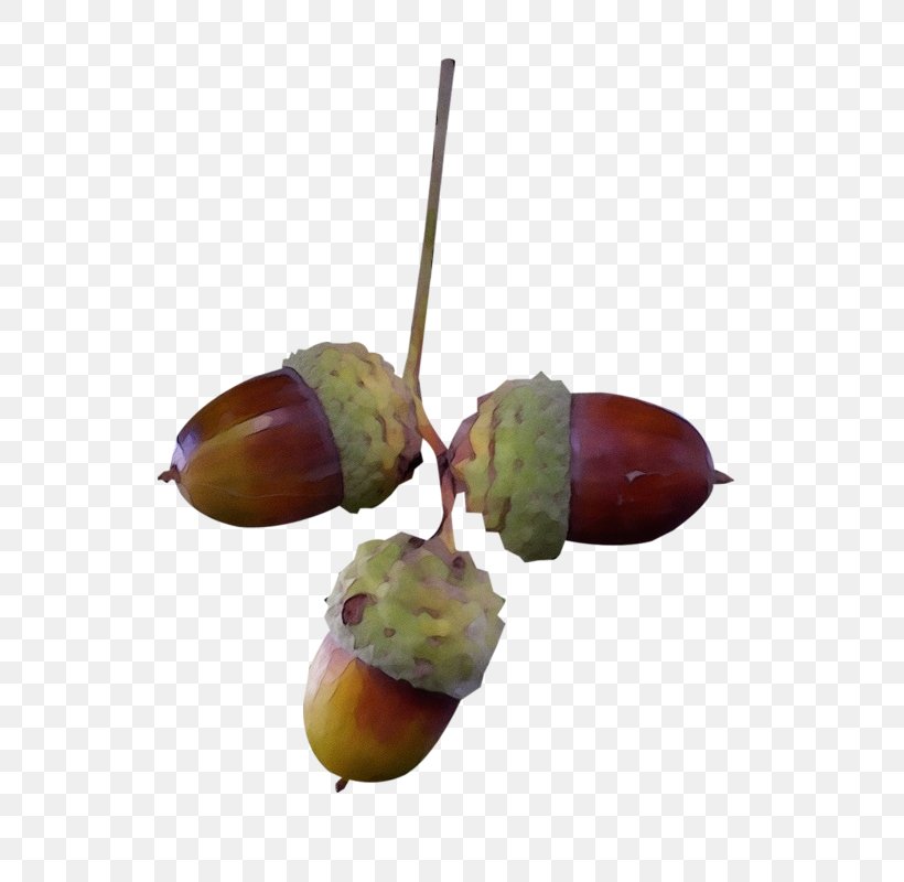 Plant Tree Acorn Nut Chestnut, PNG, 721x800px, Watercolor, Acorn, Chestnut, Nut, Paint Download Free