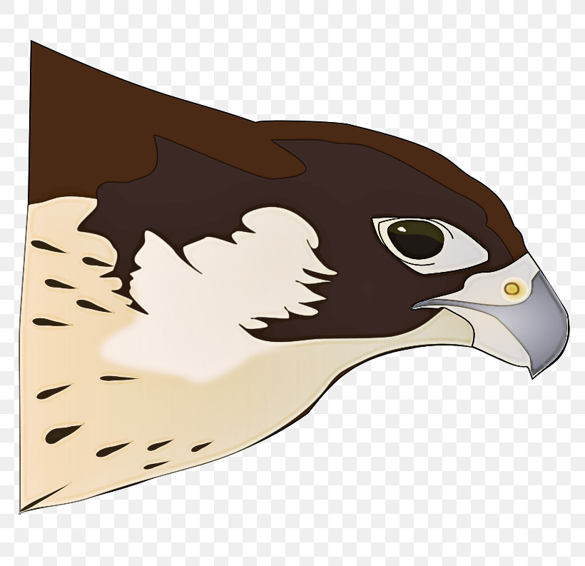 Bird Peregrine Falcon Eagle Hawk Bird Of Prey, PNG, 800x793px, Bird, Bald Eagle, Beak, Bird Of Prey, Eagle Download Free
