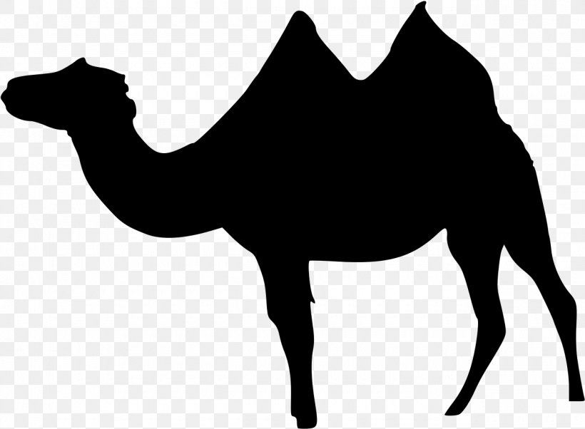 Dromedary Bactrian Camel Wadi Rum Llama Clip Art, PNG, 1280x941px, Dromedary, Arabian Camel, Bactrian Camel, Black And White, Camel Download Free